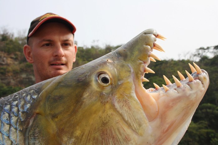 ゴライアスタイガーフィッシュ・コンゴでの釣獲個体（大きさ比較）