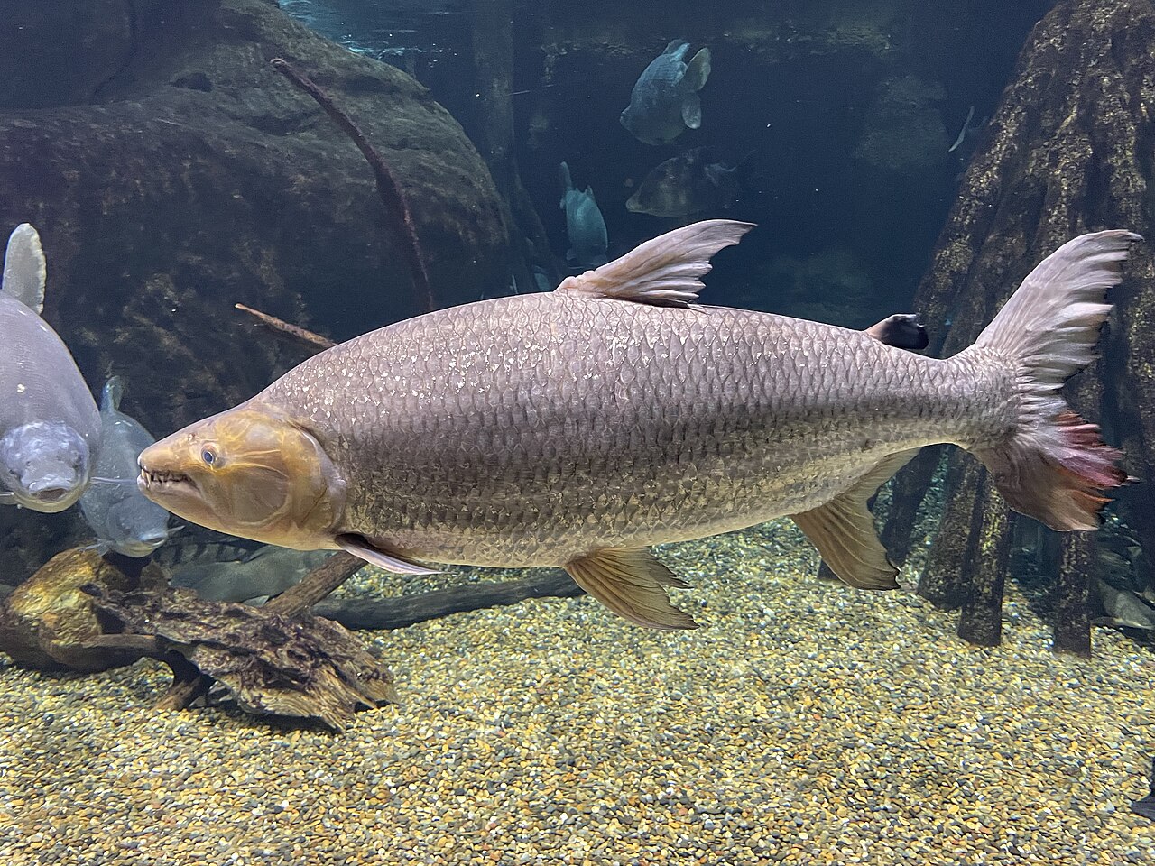 ゴライアスタイガーフィッシュ・アクア・トトぎふの飼育展示個体