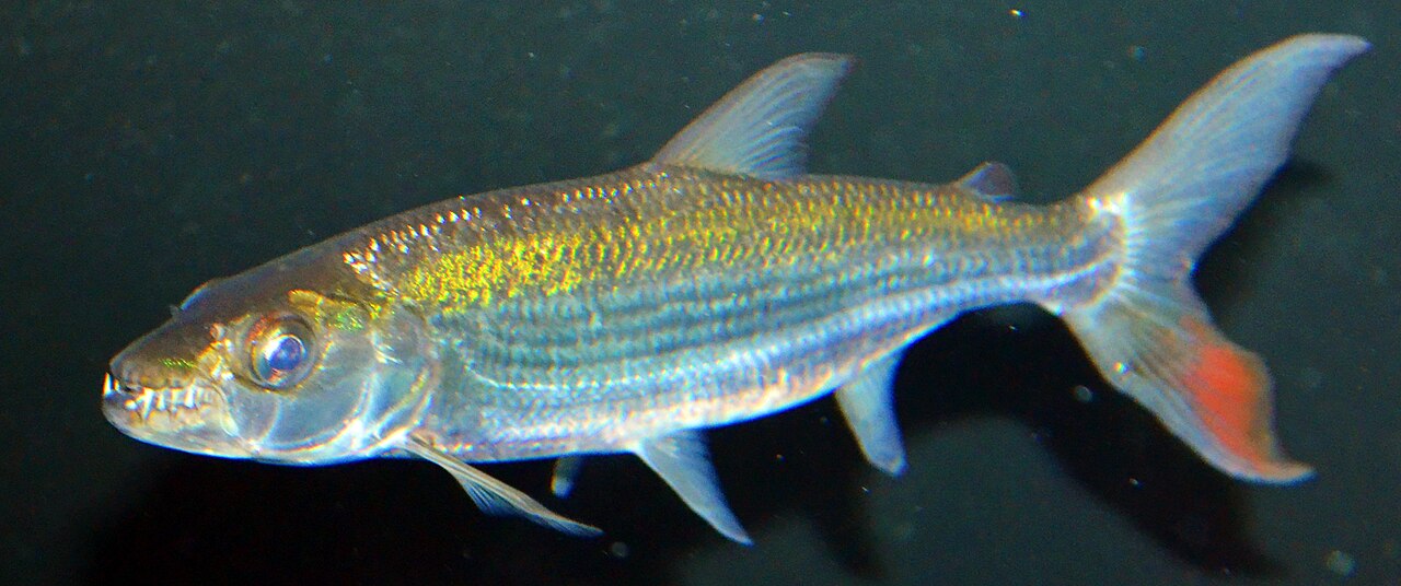 ゴライアスタイガーフィッシュ・若魚（体長約28cm）