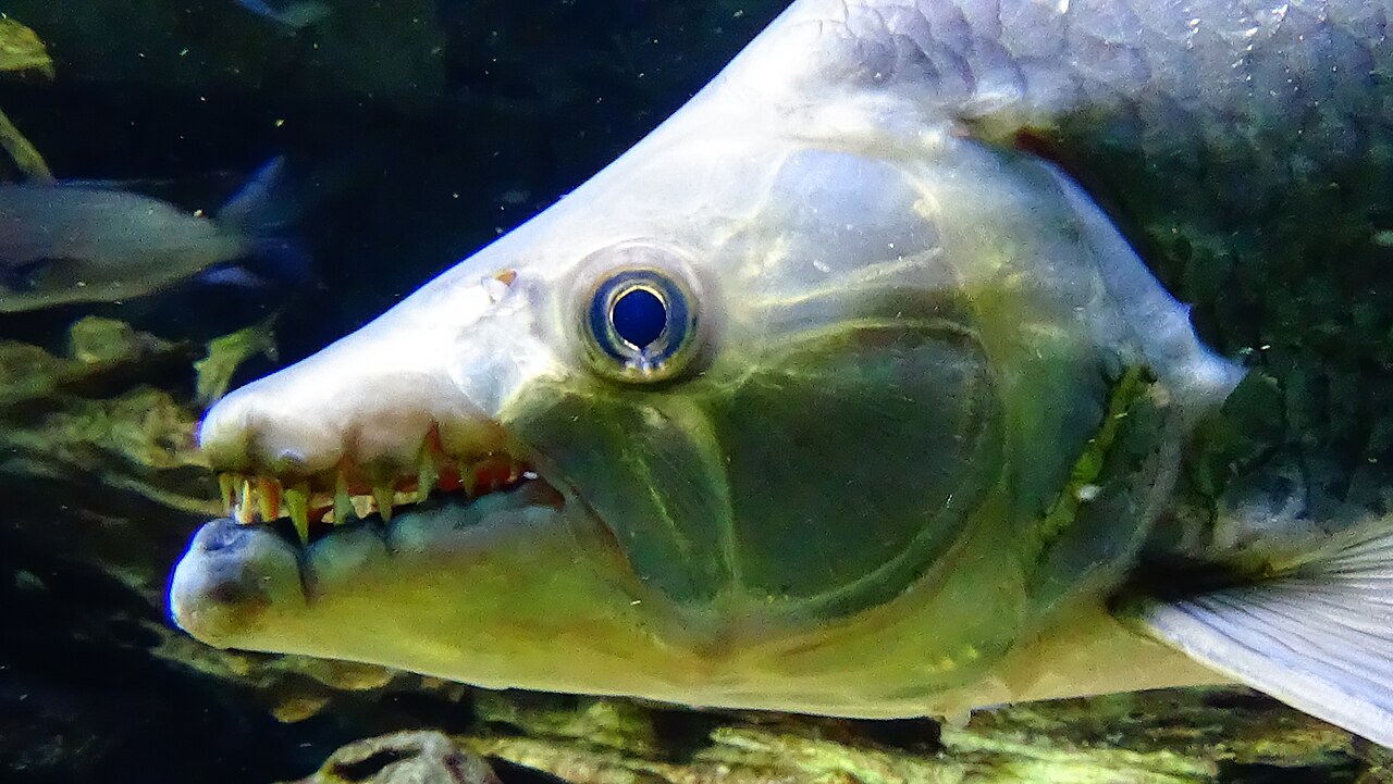 ゴライアスタイガーフィッシュ・パリの水族館展示