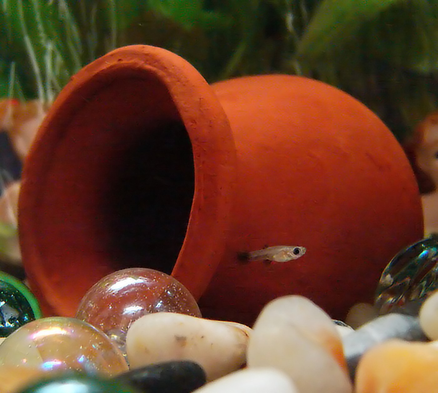 グッピーの稚魚