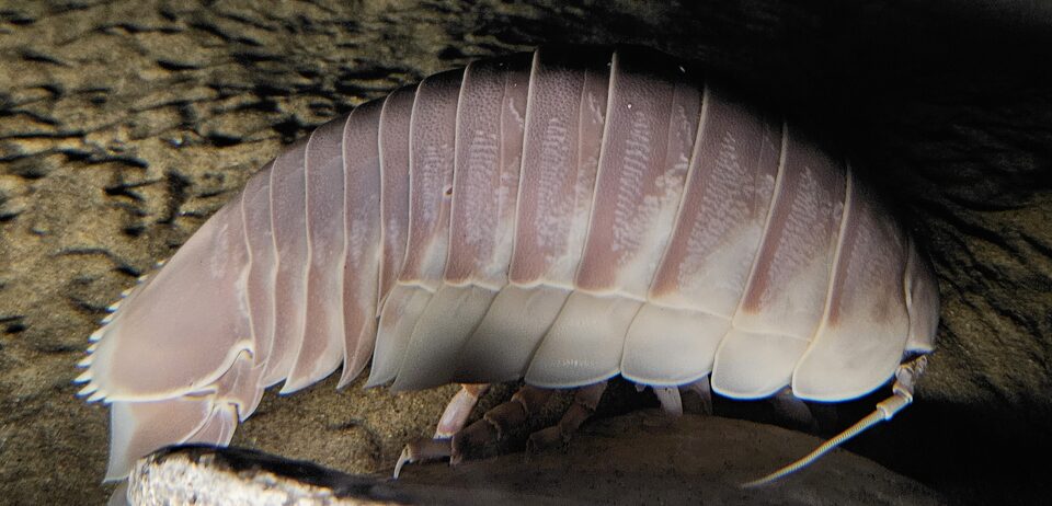 ダイオウグソクムシの体の側面（節と体色）
