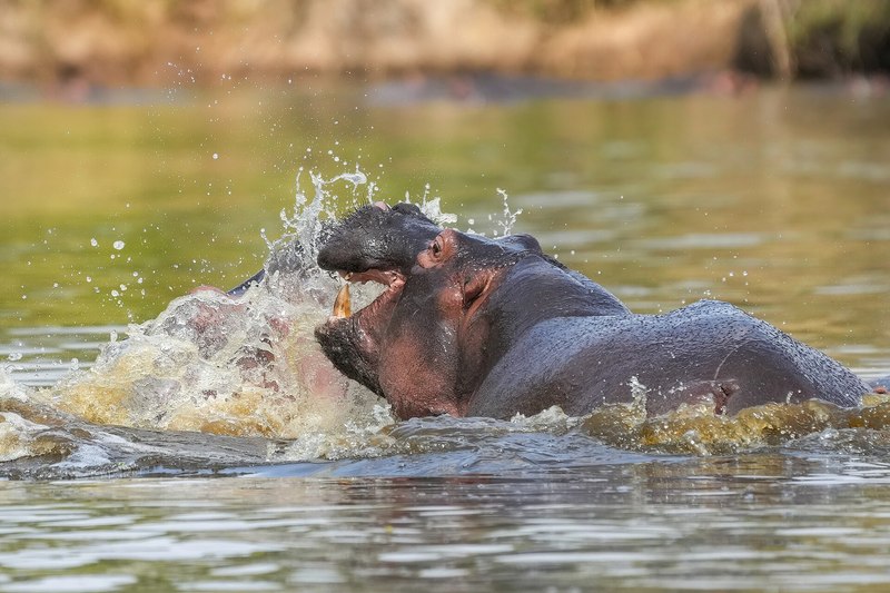 口を大きく開けて牙を見せ合う2頭のカバ