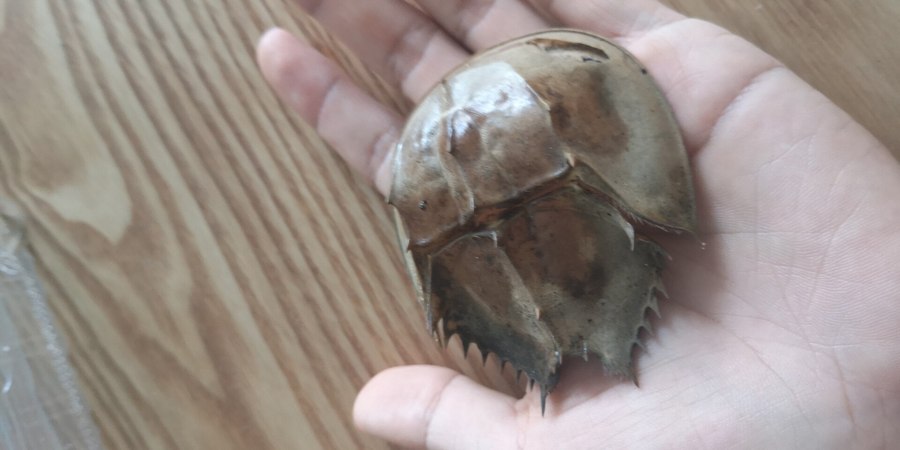 手のひらにのった小さなカブトガニ