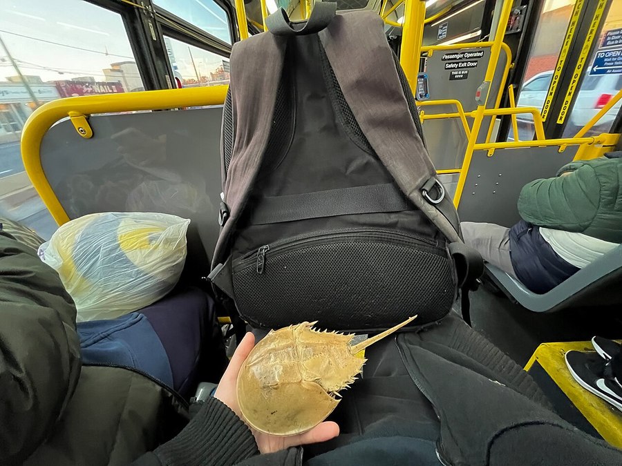 カブトガニのぬけがら（脱皮）