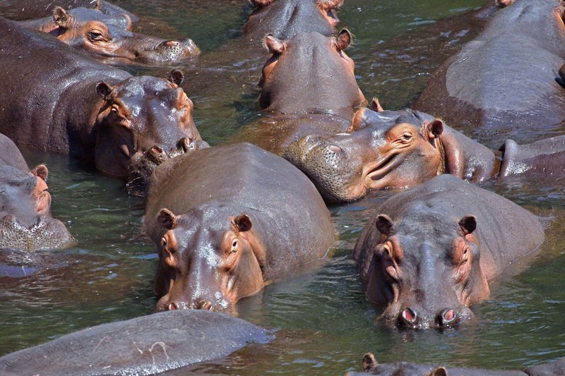 水の中で群れをつくるカバたち