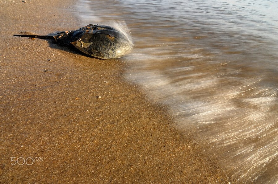 産卵のため砂浜に来たカブトガニ