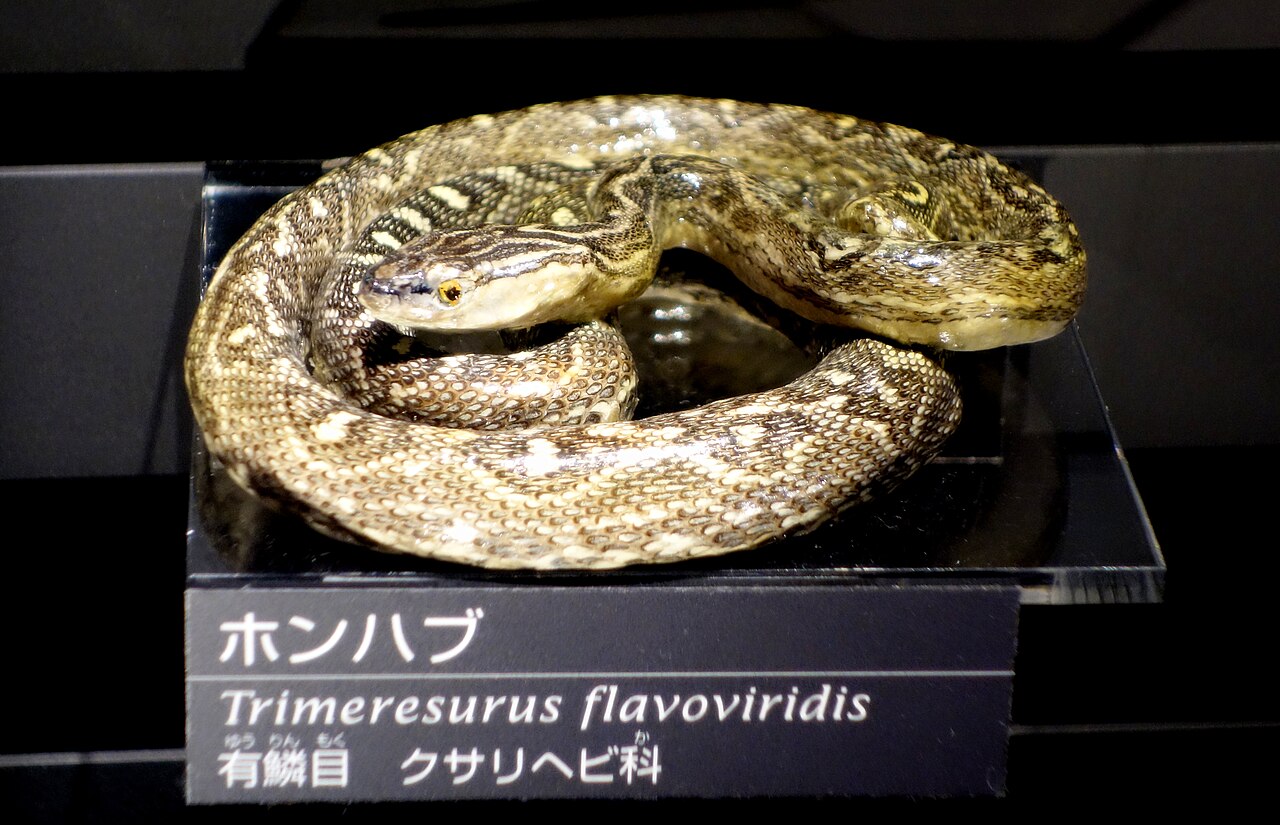 ハブ・国立科学博物館の展示標本