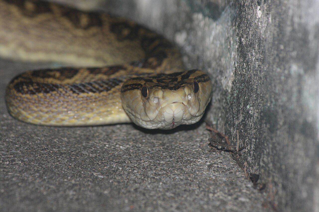 ハブの頭部と体表の斑紋