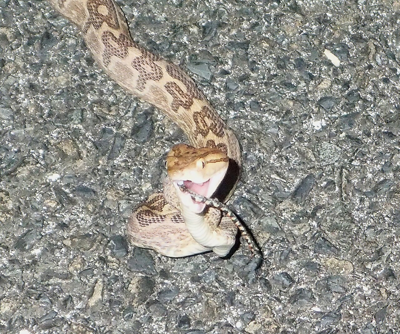 アカマタの死骸を摂食するハブ(奄美大島大和村・2015年8月)