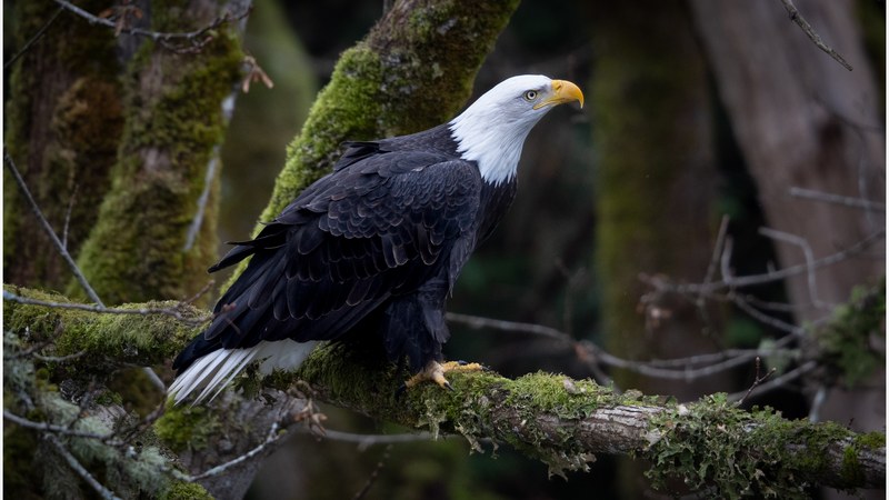 ハクトウワシ（Haliaeetus leucocephalus）の成鳥。白い頭と尾が特徴