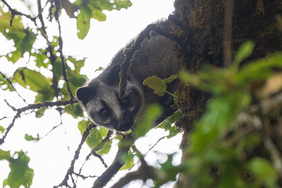 額から鼻へ白い線が通るハクビシンの顔
