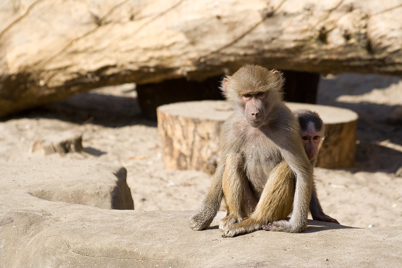 マントヒヒ・ワルシャワ動物園の個体