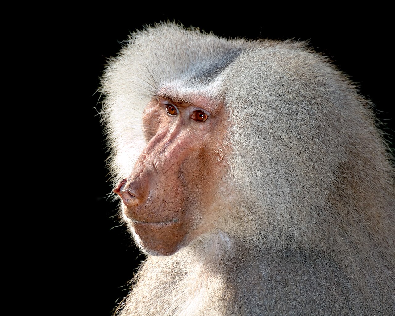 マントヒヒ・Leipzig Zoo顔クローズアップ