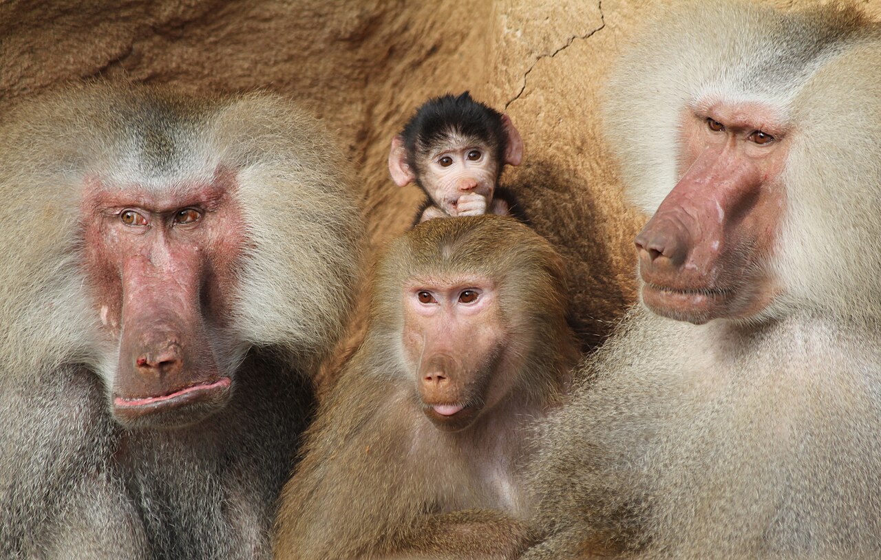 マントヒヒ・ケルン動物園の群れ