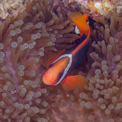 イソギンチャクに寄り添うハマクマノミ