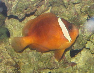 頭の後ろに1本の白帯を持つハマクマノミ