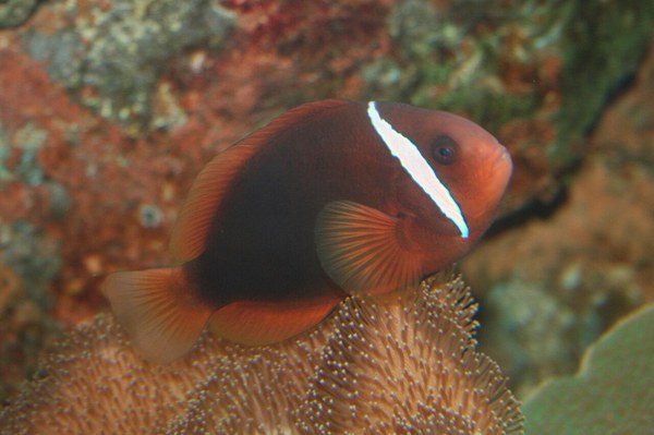 体側の後半が黒く染まったハマクマノミのメス