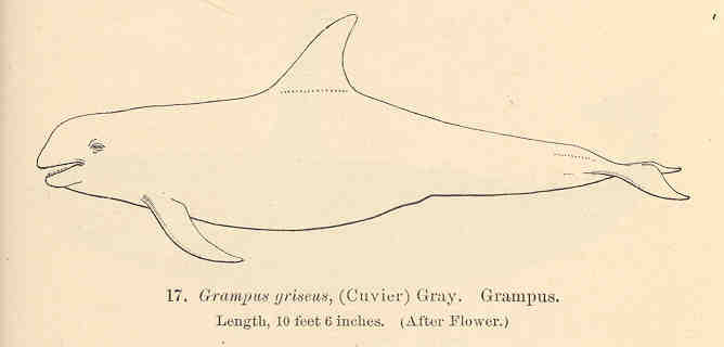 1907年頃のハナゴンドウの科学画（F.W. True編・Flower原画）
