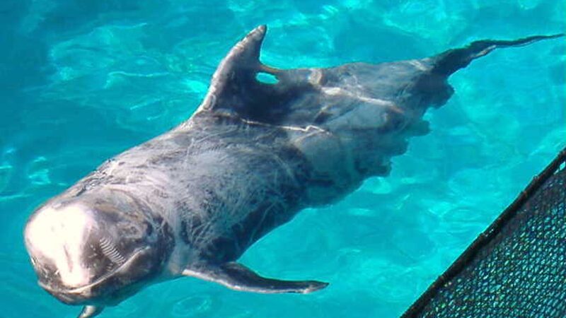 上から見たハナゴンドウの飼育個体・球形の頭部と全身の傷跡