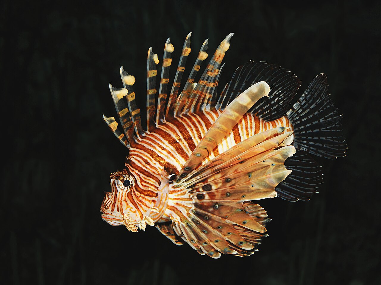 ハナミノカサゴの成魚・扇状の胸びれ