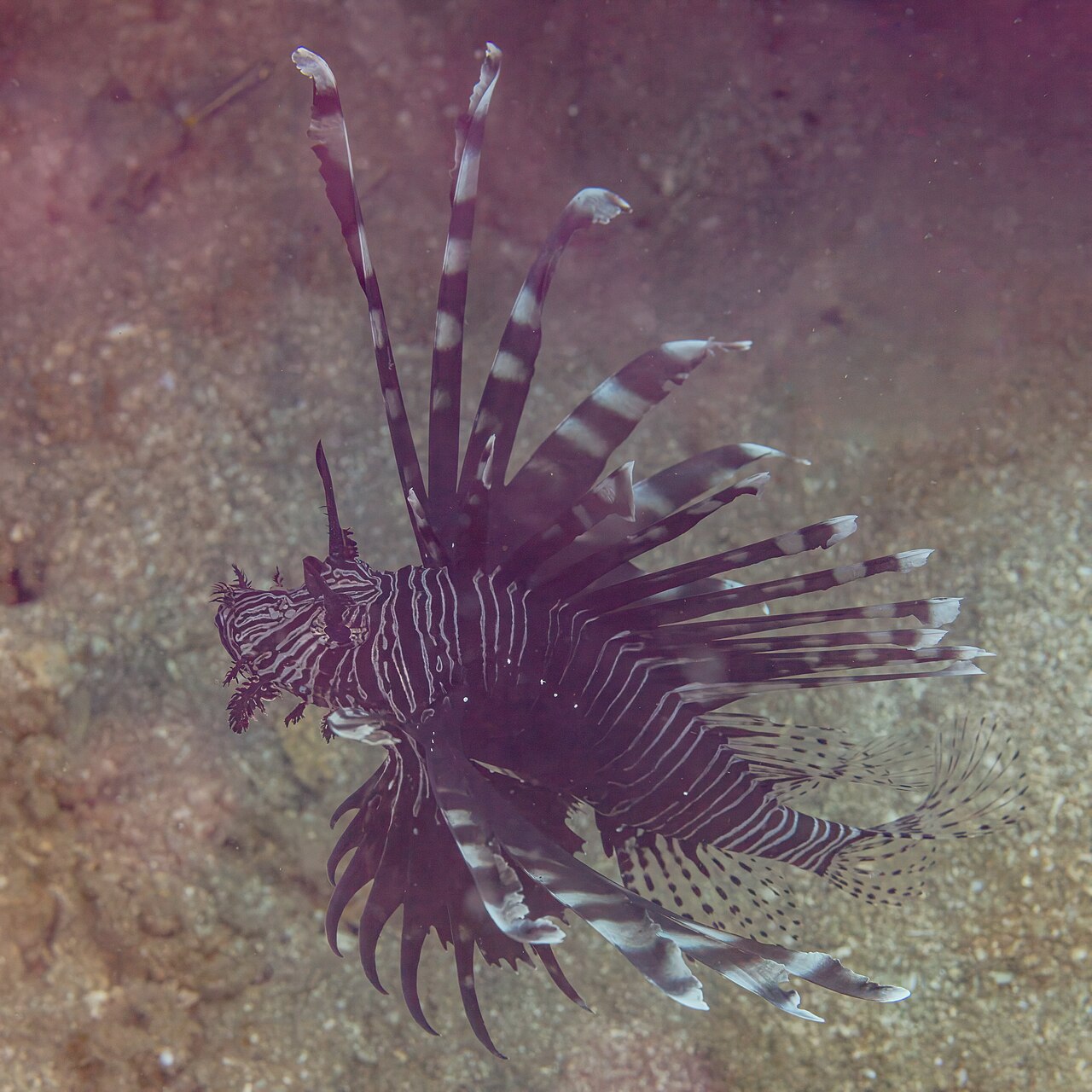 ハナミノカサゴ・フィリピン海域