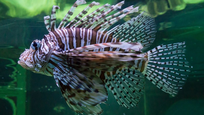 ハナミノカサゴのサンゴ礁を漂う姿・扇状の胸びれ