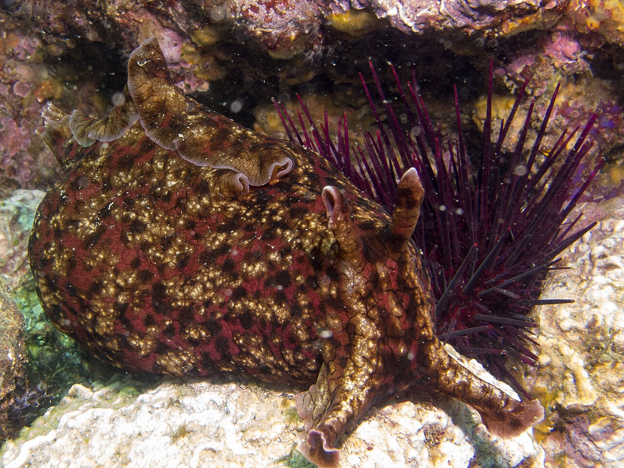 カリフォルニアアメフラシとウニ・チャンネル諸島の岩底