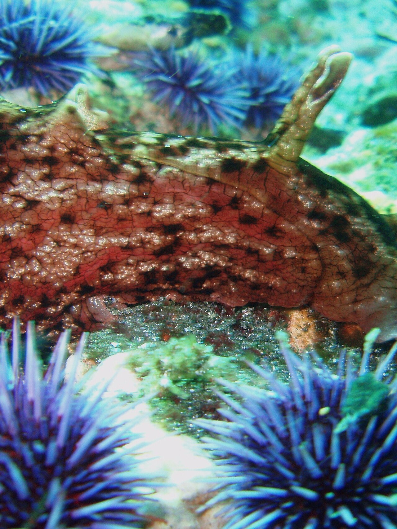 カリフォルニアアメフラシと群れるウニ・生息環境
