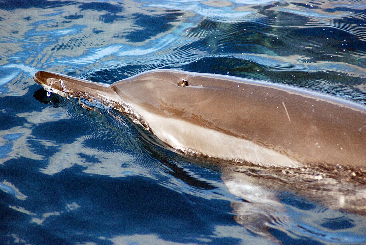 水面で呼吸のため浮上したハシナガイルカ（噴気孔と背の淡い色調）