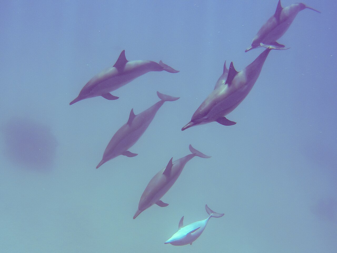 紅海（エジプト沖）を斜め上に泳ぐハシナガイルカの群れ（熱帯海域の代表例）