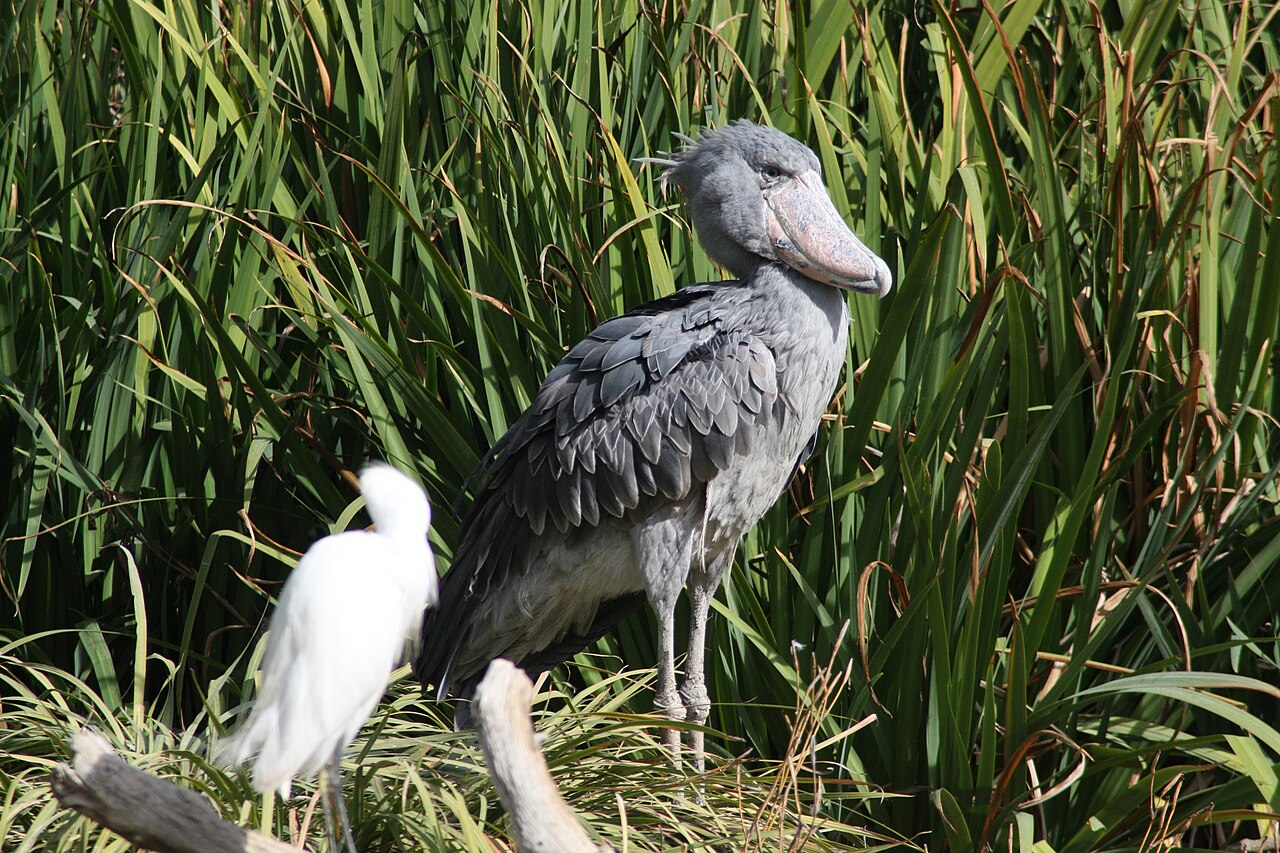 アシの茂る湿地に1羽でたたずむハシビロコウ