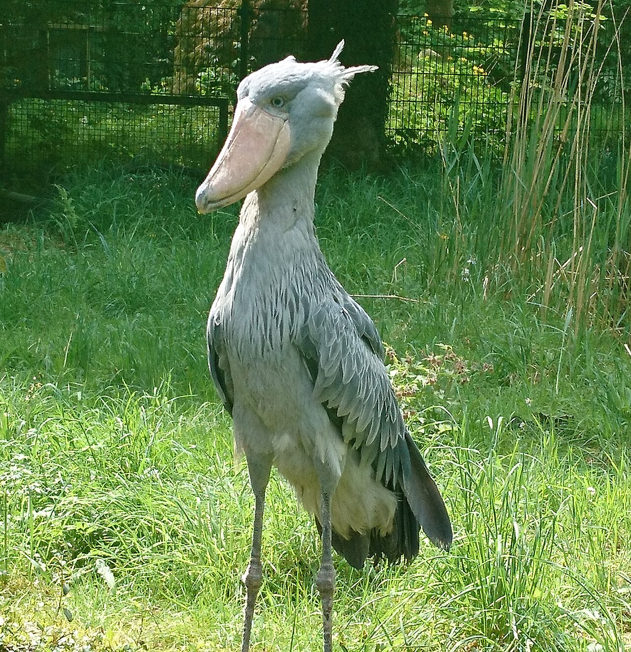 湿地にじっと立つハシビロコウの全身
