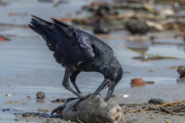 死んだ魚を食べるハシブトガラス