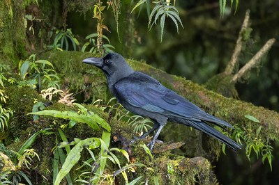 森林環境のハシブトガラス