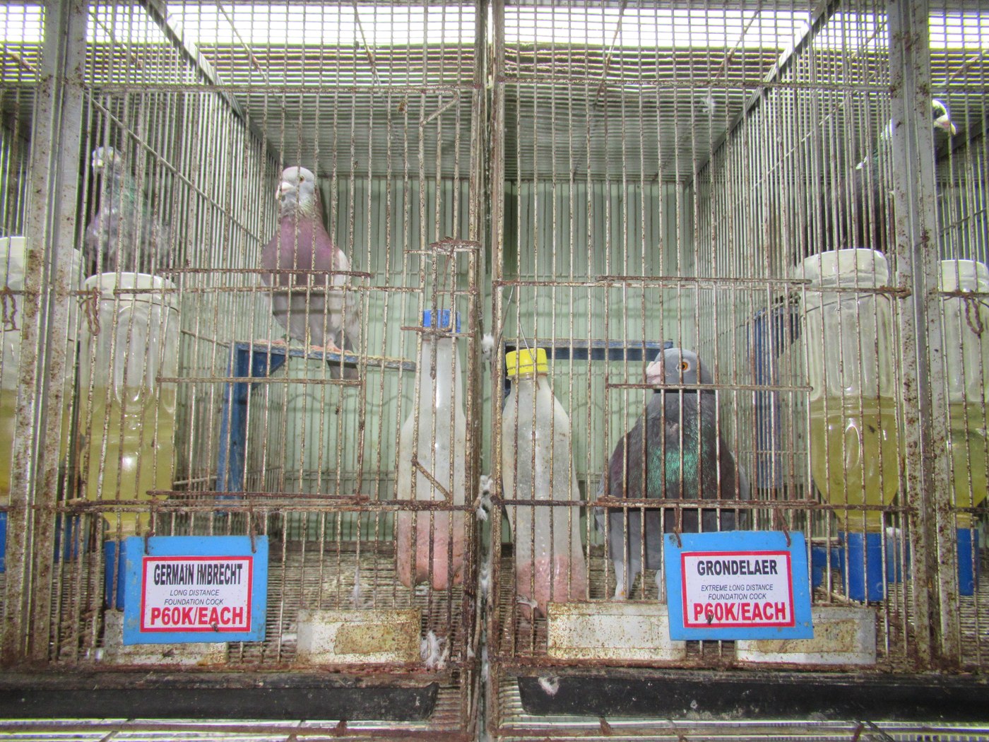 伝書鳩として飼われるハト
