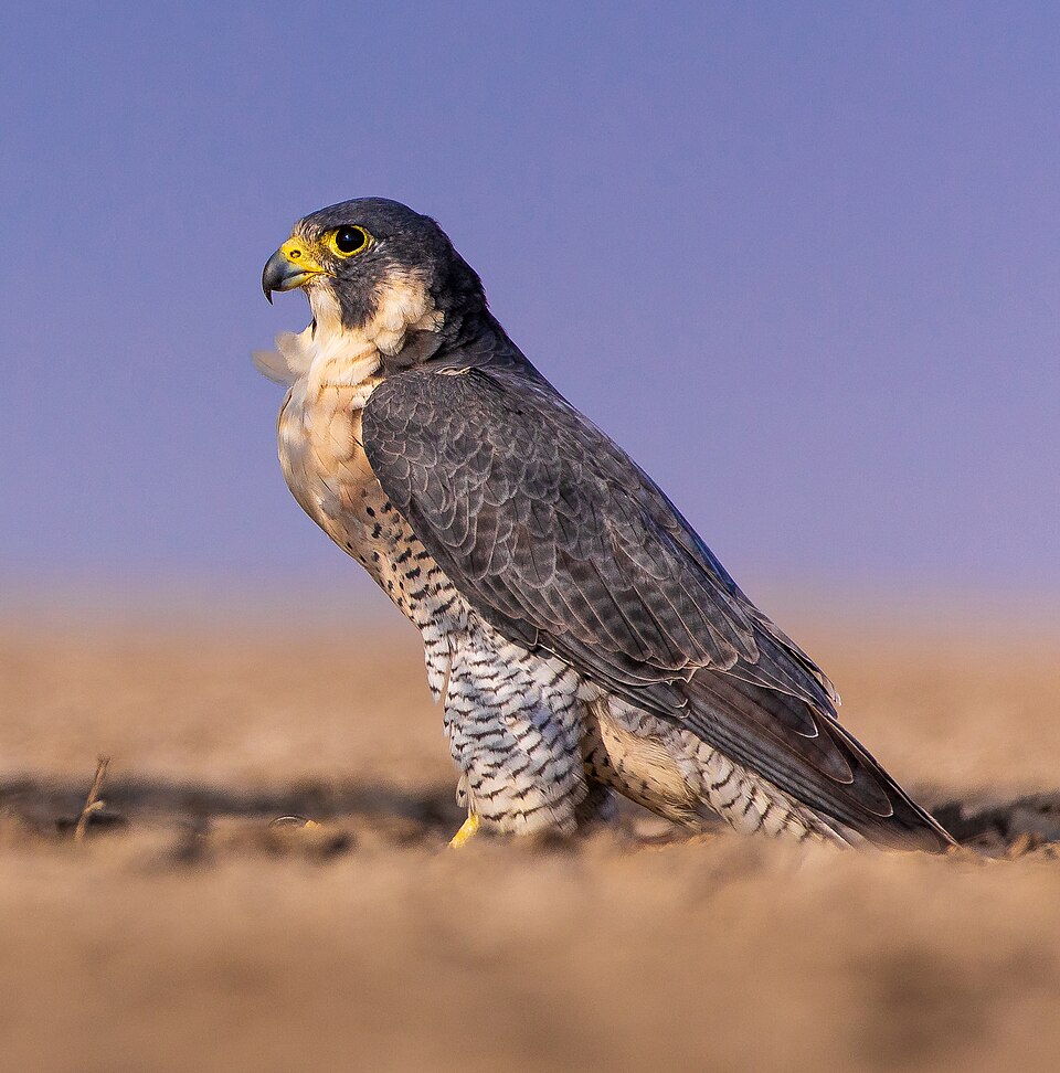 ハヤブサの成鳥の側面