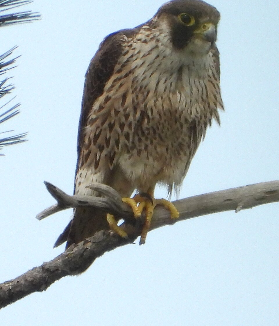 ハヤブサの幼鳥