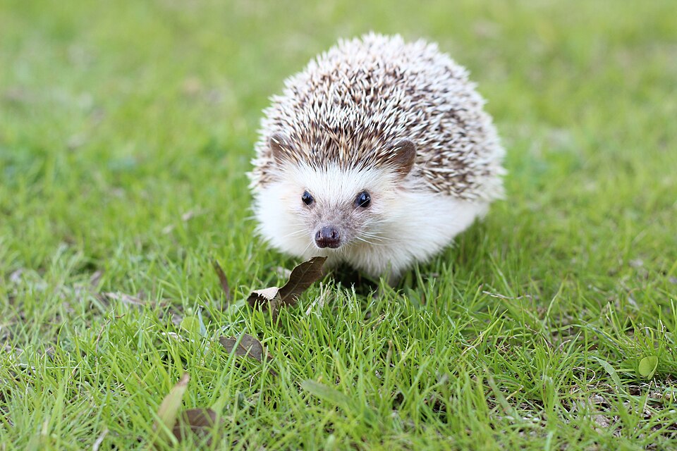 草地を歩くハリネズミ