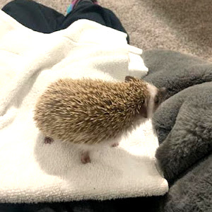 赤ちゃんのハリネズミ