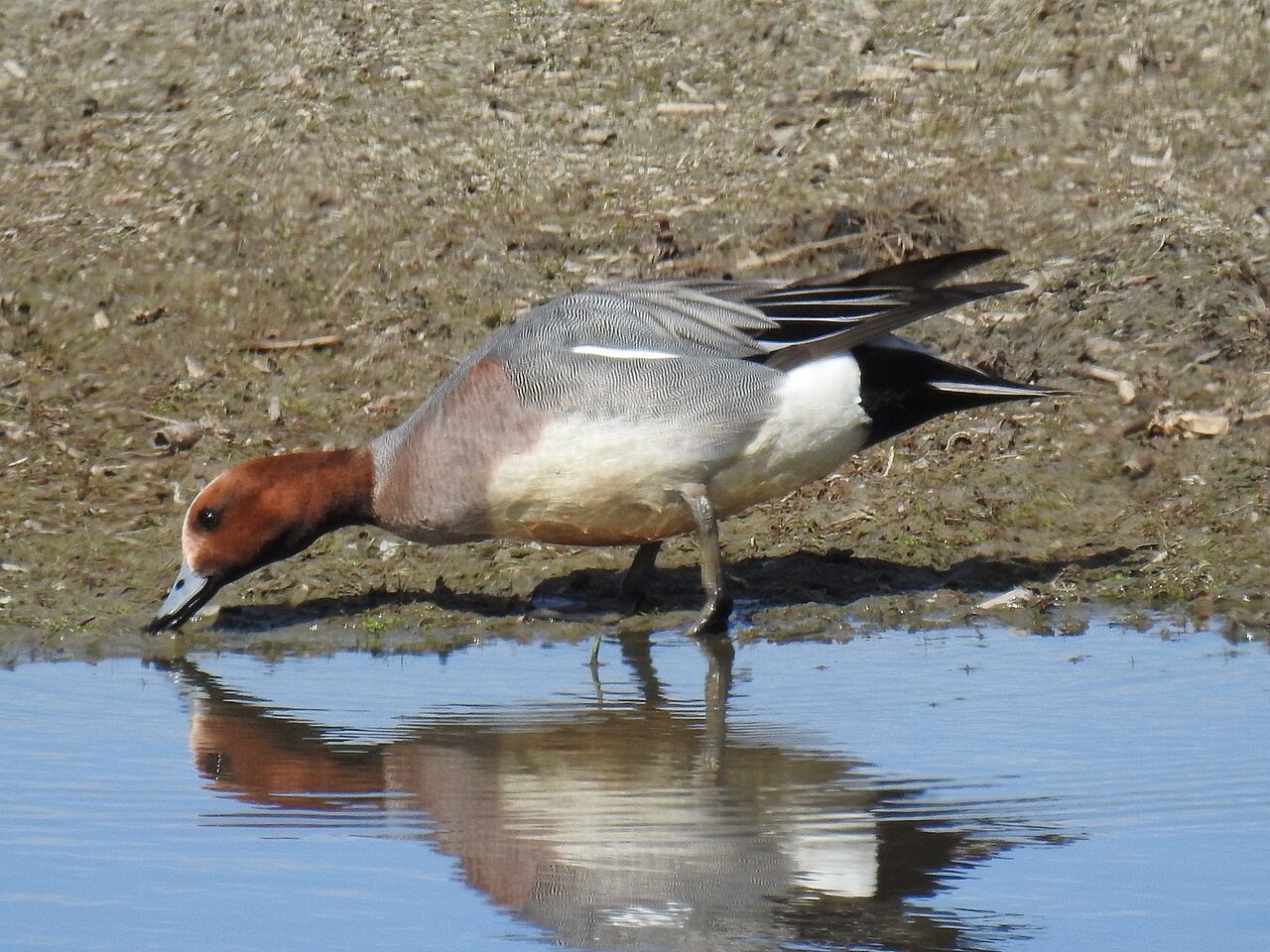 ヒドリガモのオスが水辺で採食する姿