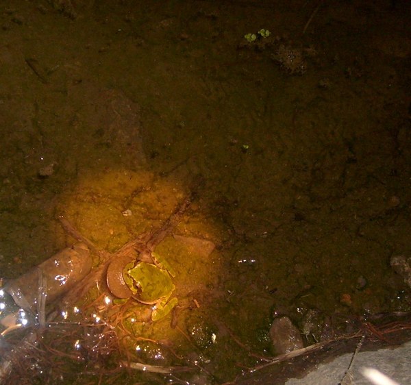 喉の下の鳴嚢を膨らませて鳴くオスのアマガエル