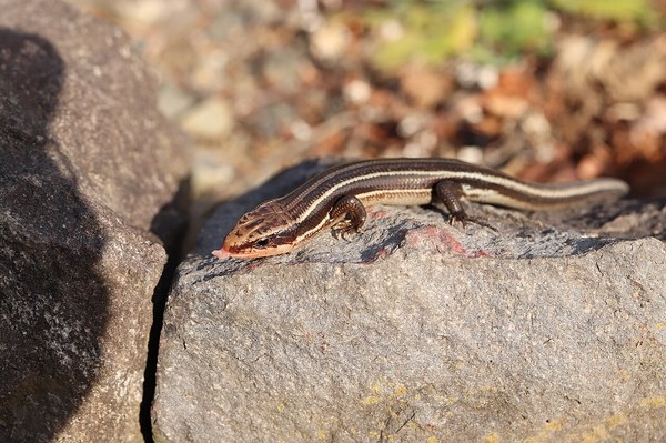 岩の上のヒガシニホントカゲ・繁殖期のオス風