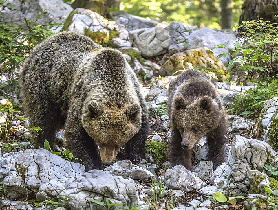 子グマを連れたヒグマの母子