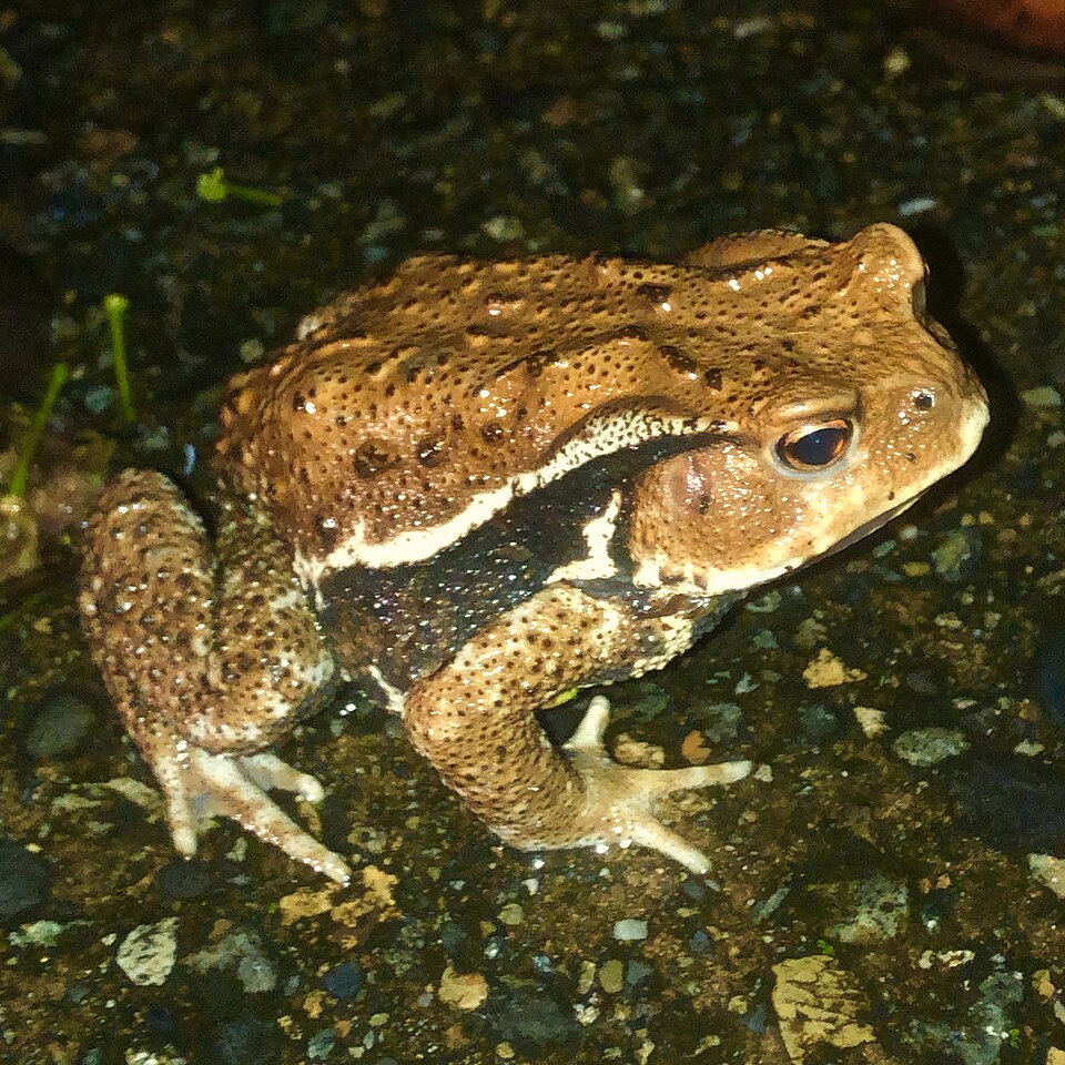 イボだらけの皮膚をした大きなアズマヒキガエル