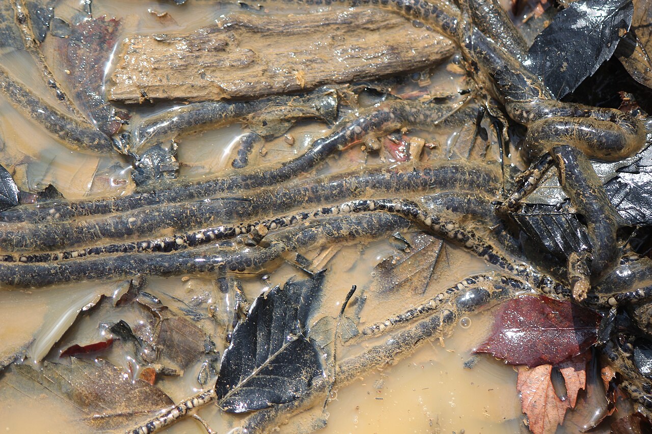 水中に産みつけられた、アズマヒキガエルの長い紐状の卵
