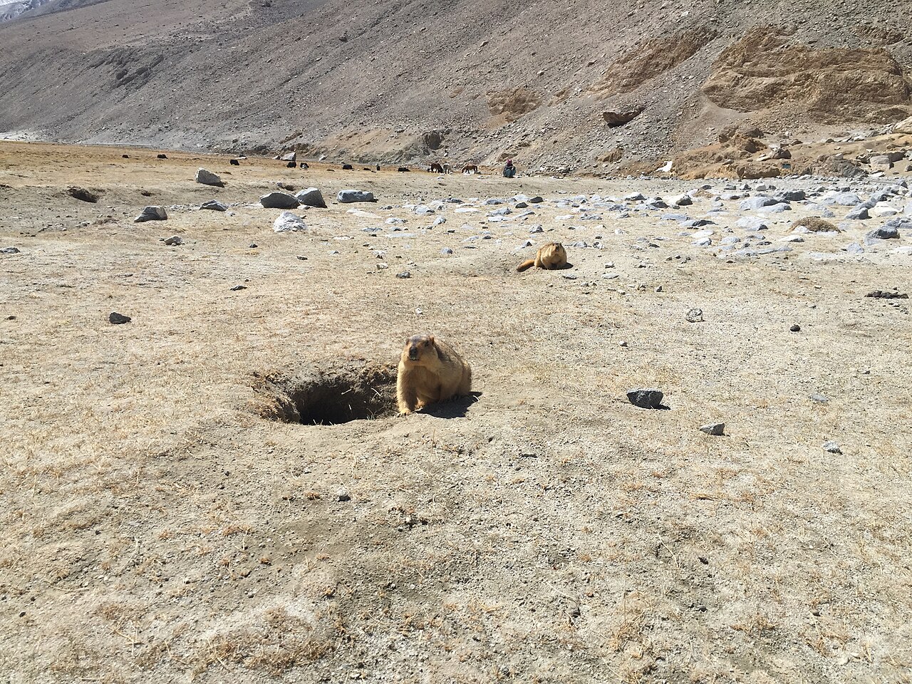 高地の荒れ地にすむヒマラヤマーモット