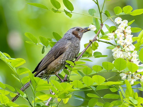 ニセアカシアの花蜜を吸うヒヨドリ