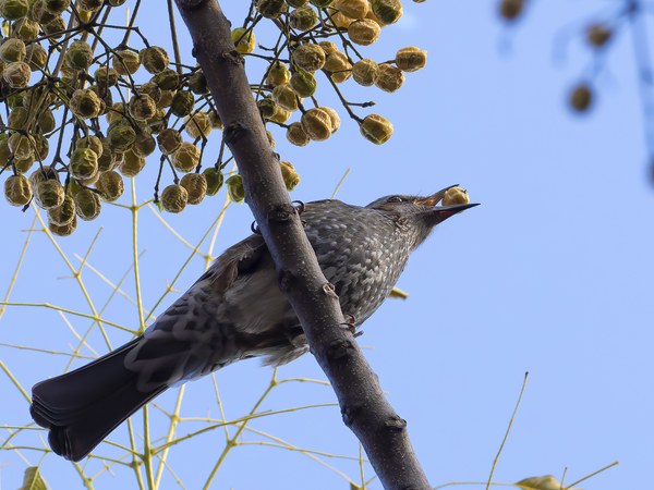 センダンの実を食べるヒヨドリ