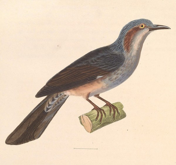 1838年のヒヨドリ博物画